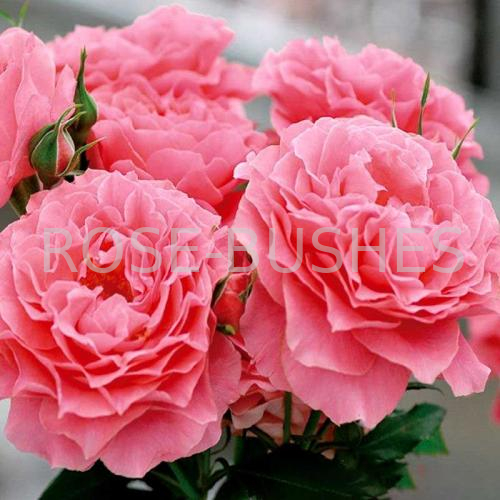 ������ ���� Corail Gelee. (����. ��������)